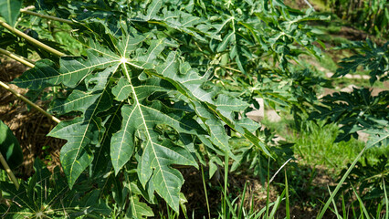 Close up of papaya leaves