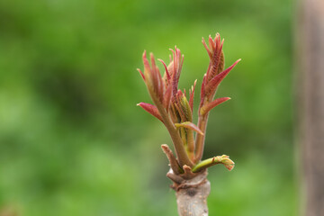 Close-up of fresh toon buds outdoors in spring