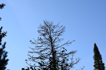 pine tree against sky