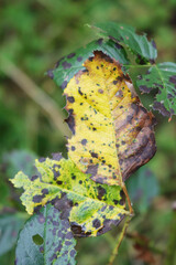 Close-up of brown spots on Rose bush leaves in the ornamental garden.  Rose bush with disease