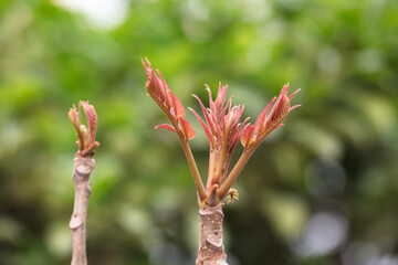 Close-up of fresh toon buds outdoors in spring