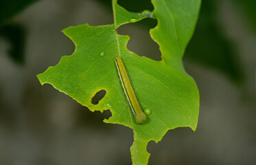 common emigrant butterfly caterpillar