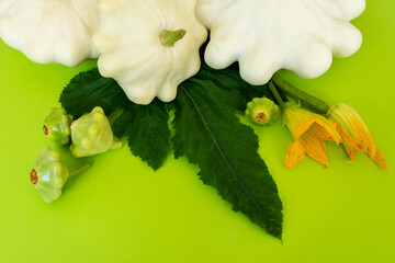 Inflorescences, young green, ripe white pattypan squashes and their leaves on a green background as an illustration of the process of plant growth