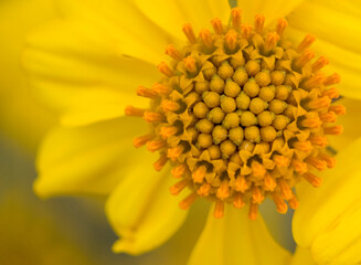 Floret of a yellow sunflower close up in Anza Borrego State Park