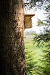 The Birdhouse in the forest