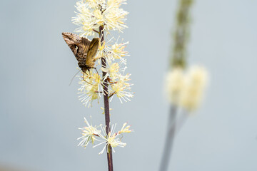 Butterfly  on white Ligularia flowers in late autumn on gray background
