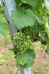 Young small bunch of grapes growing on vine branch on a sunny day 