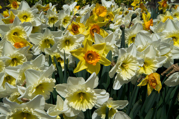 Garden. Flower bed of white and yellow daffodils blooming flowers in the garden. Beautiful colorful petals texture and pattern.