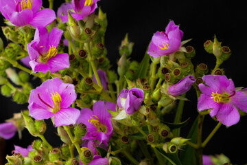 Obraz na płótnie Canvas purple crocus flowers
