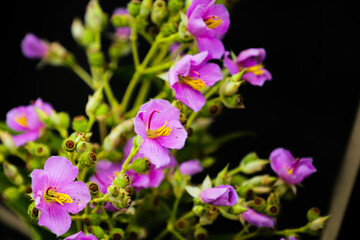 Fototapeta premium flowers in the garden