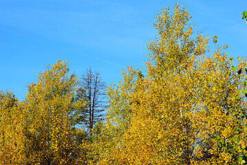 Fototapeta na wymiar autumn in the forest