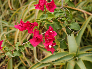 Fototapeta premium Bougainvillea oder Great bougainvillea, Mediterranean climbing plant with ornamental lavishly colored tubular flowers in clusters 