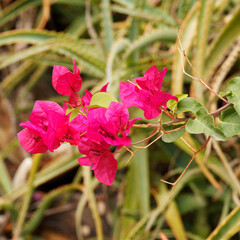 Bougainvillea oder Great bougainvillea, climbing plant with lavishly brilliant bracts like papers flowers © Marc