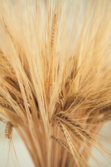 Wheatears texture. Peace of wheat pattern with bokeh. Yellow dried wheat close up.