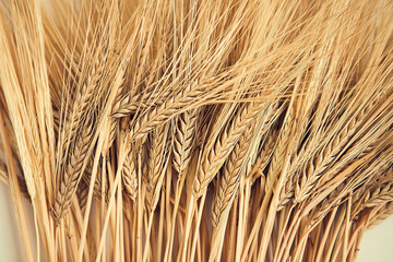 Wheatears texture. Wheat pattern. Yellow dried wheat close up.