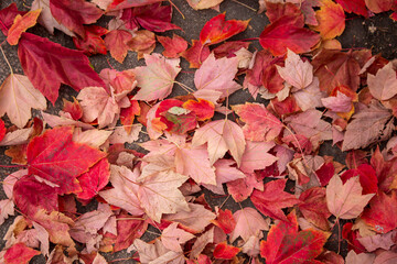 The autumn leaves are falling in the city