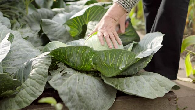 Farmer harvests a fresh crop of cabbage on garden bed farm. Close-up of female hands.