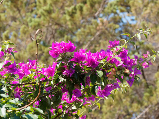 Fototapeta premium Bougainvillea oder Great bougainvillea with tiny flowers in clusters surrounded by brightly colored red to purple-red bracts