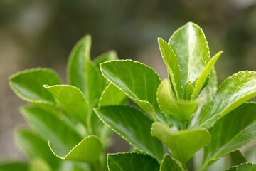 Close-up of growing holly tree