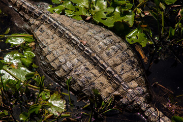 Body of a Yacare in Lake Ibera, Corrientes, Argentina