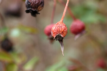 Dried rose seed on the branch