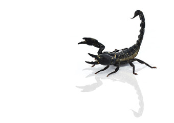 scorpion isolated on white