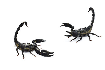 scorpion isolated on white