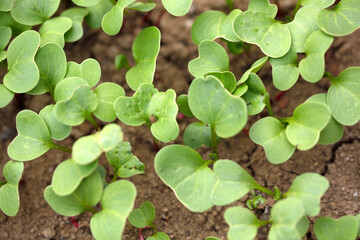 Radish seedlings cultivated in spring