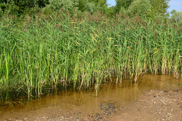 Thickets of juicy blooming green reeds in the water.