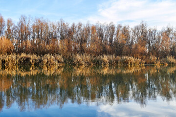 Fototapeta na wymiar Autumn trees without leaves and yellow reeds on the river bank. Trees, reeds and a blue sky with clouds are reflected in the river