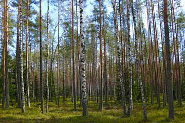 Obraz premium Beautiful young green forest. Fresh air. Place for walking.