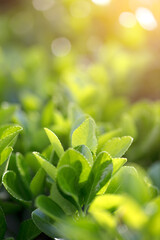 Holly tree growing outdoors in spring