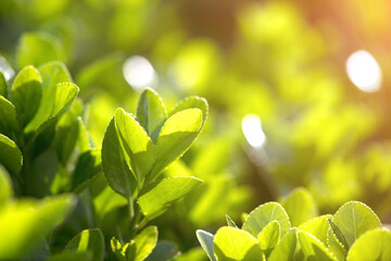 Holly in the sun outdoors