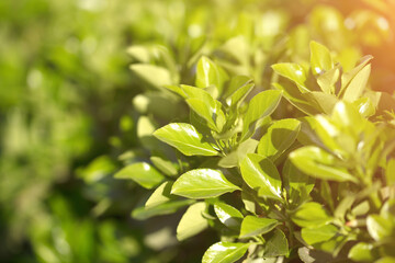 Holly in the sun outdoors