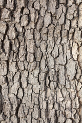 Old bark texture background Uneven