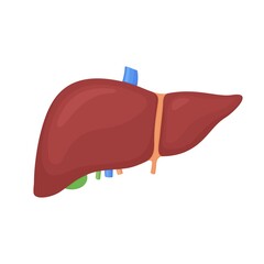 Anatomical colorful human liver, gallbladder scientifically accurate on white background. Medical science vector anatomy illustration.