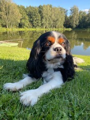 american cocker spaniel