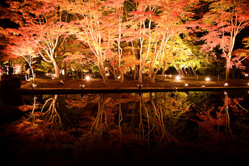 水面に映る幻想的な逆さもみじ　曽木公園の紅葉ライトアップ