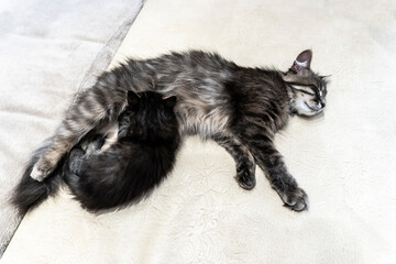 Obraz premium photo of a cat with a kitten of a beautiful gray variegated color