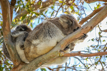A cute koala and its joey sleeping in the fork of a native gum tree.This arboreal Australian marsupial has a slow metabolism rate and sleeps for 20 hours a day. It looks bear-like, but is not a bear.