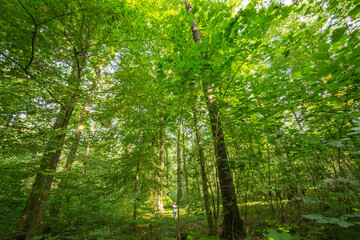 A woman is hiking in the wood during a summer day.