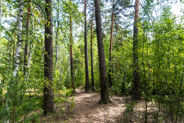 summer forest, birch, beautiful summer background