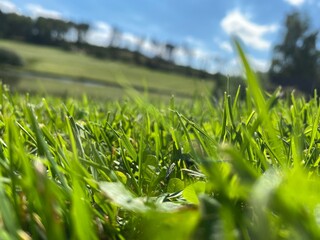 green grass and blue sky