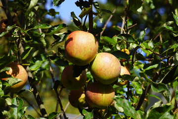 Jonathan apples hanging on an apple tree in a Dutch garden, Late summer, The Netherlands, September