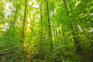 Fototapeta na wymiar Forest in summer, beautiful, green and humid.
