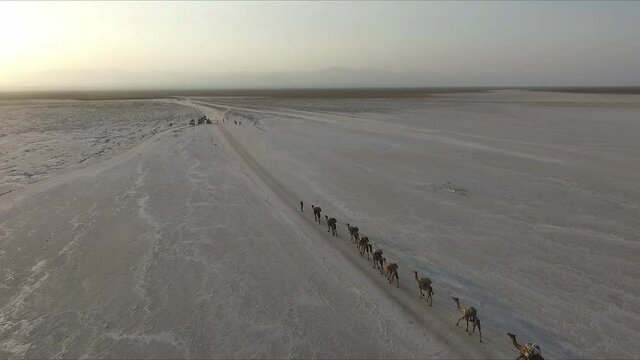Ethiopia, Danakil Desert. Camel caravan carrying salt, EDITORIA