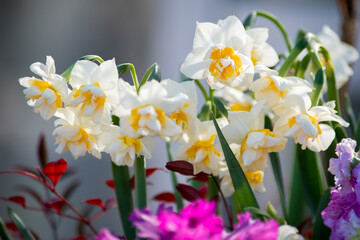 花弁にオサレなフリルがついた八重咲きスイセン「レブレット」