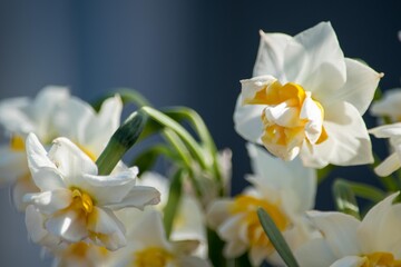 Fototapeta na wymiar 花弁にオサレなフリルがついた八重咲きスイセン「レブレット」