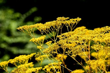秋の七草として日本人には古くから親しまれているオミナエシ（女郎花）