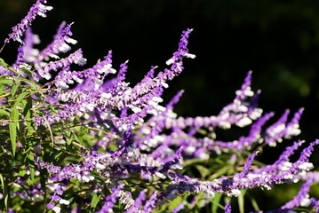 Obraz premium むらさき色がきれいでちょうど美しく花が咲いたばかりのサルビア
